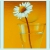 sunny_day_