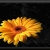 Auksinė Gerbera