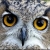 Chatty Owl