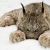 lynx