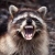 raccoon